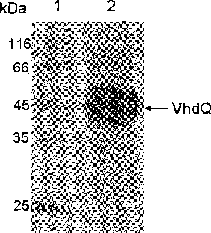 Intersecting protective vaccine antigen, preparation method and application thereof