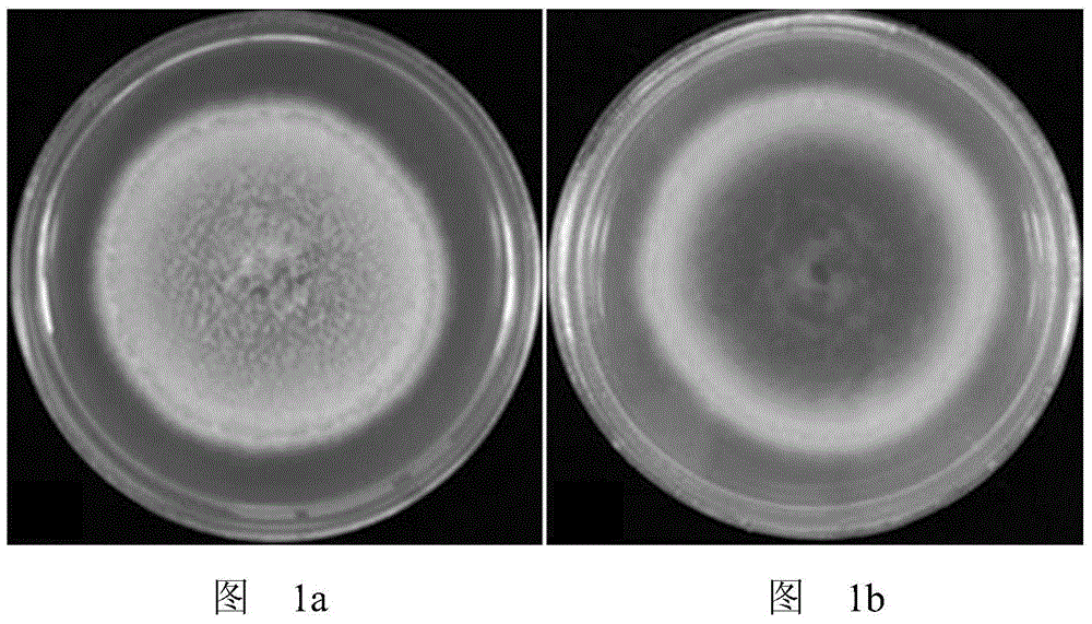 An endophytic fungus of the genus Phoma and its application