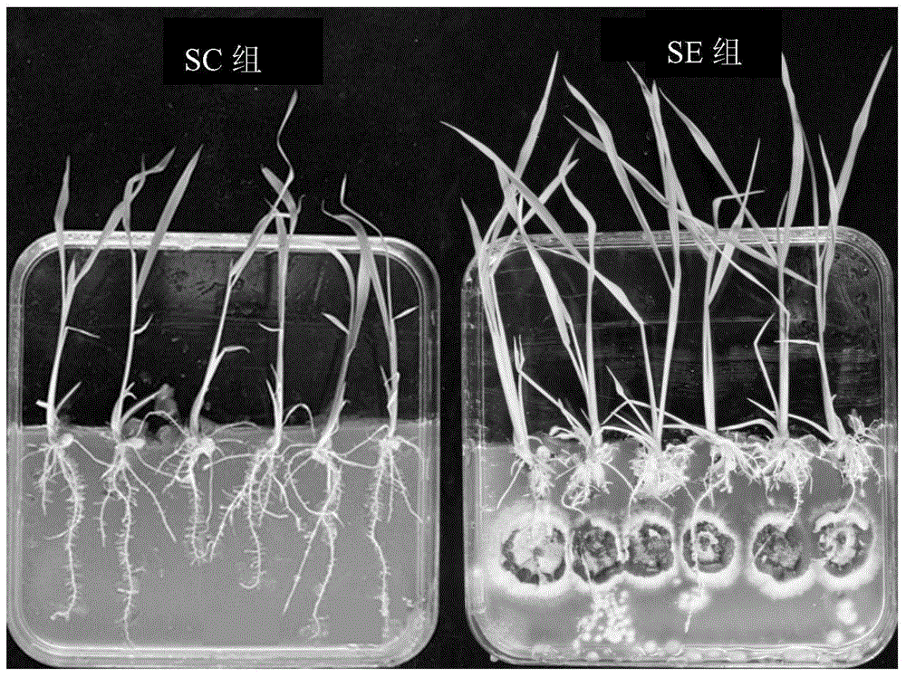 An endophytic fungus of the genus Phoma and its application