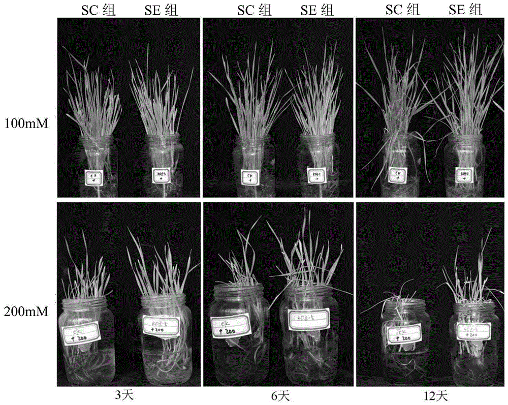 An endophytic fungus of the genus Phoma and its application