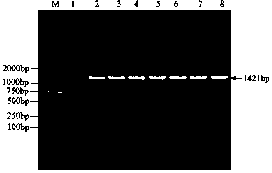 Rice salt stress related gene sidp364 and its encoded protein and application