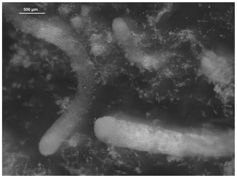 Propagation method for pseudotsuga sinensis dode plant through somatic embryogenesis