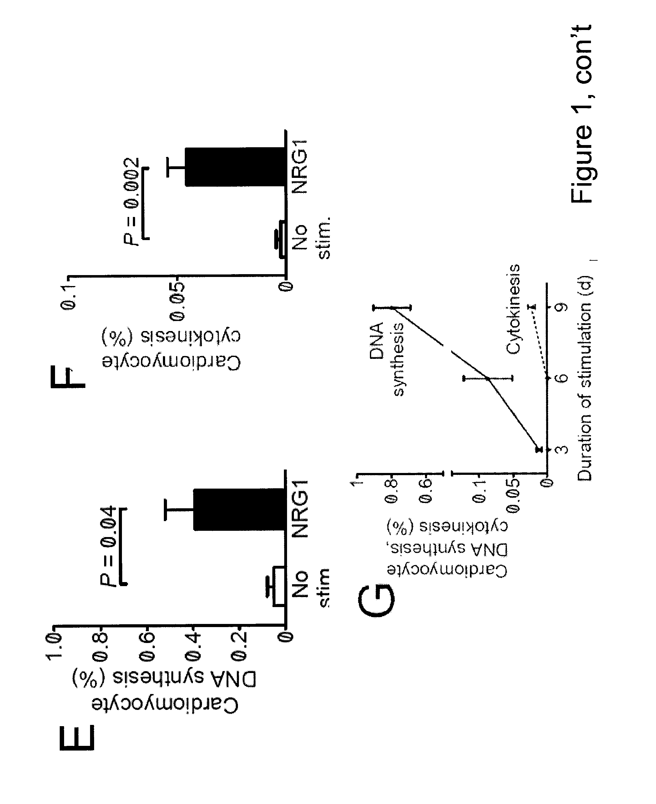 Neuregulin induced proliferation of cardiomyocytes