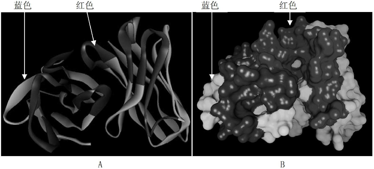 Single-chain antibody and application thereof in detecting aflatoxin