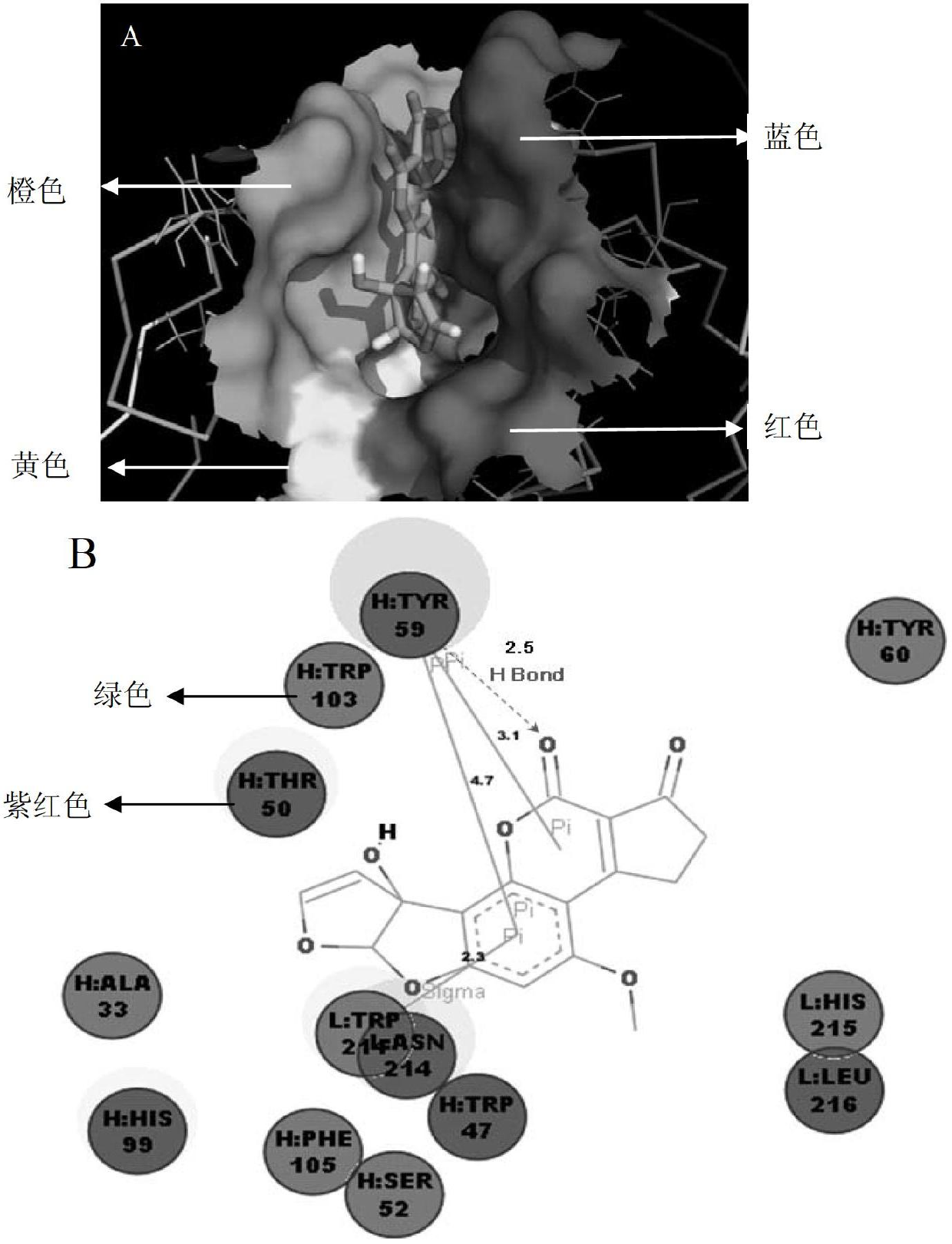 Single-chain antibody and application thereof in detecting aflatoxin