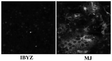 Cell adaptation strain MJ of QX type IBV (Infectious Bronchitis Virus) and application of cell adaptation strain MJ