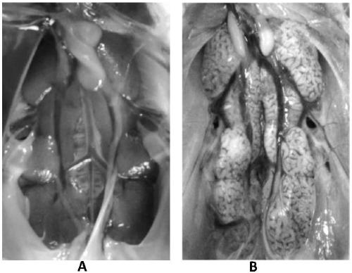 Cell adaptation strain MJ of QX type IBV (Infectious Bronchitis Virus) and application of cell adaptation strain MJ