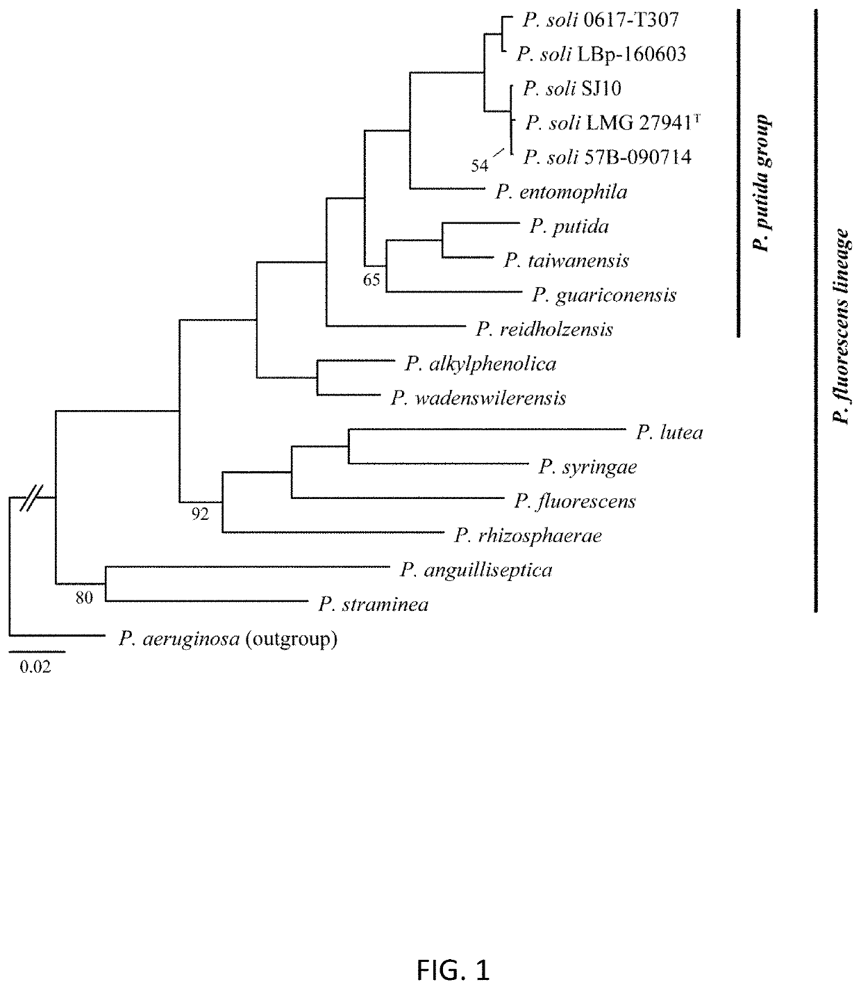 Pseudomonas strains and their metabolites to control plant diseases