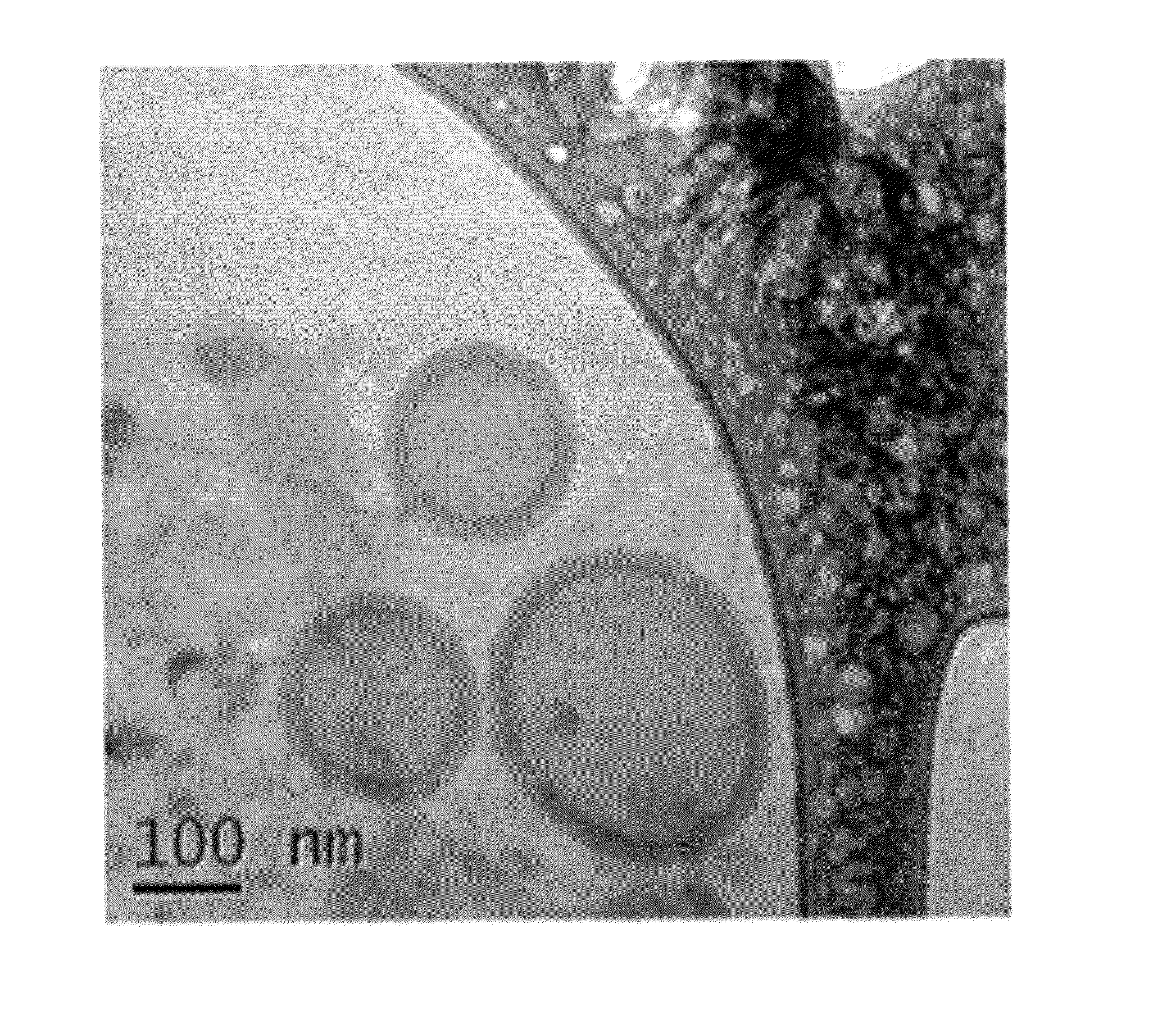 Biodegradable nanoparticles as novel hemoglobin-based oxygen carriers and methods of using the same