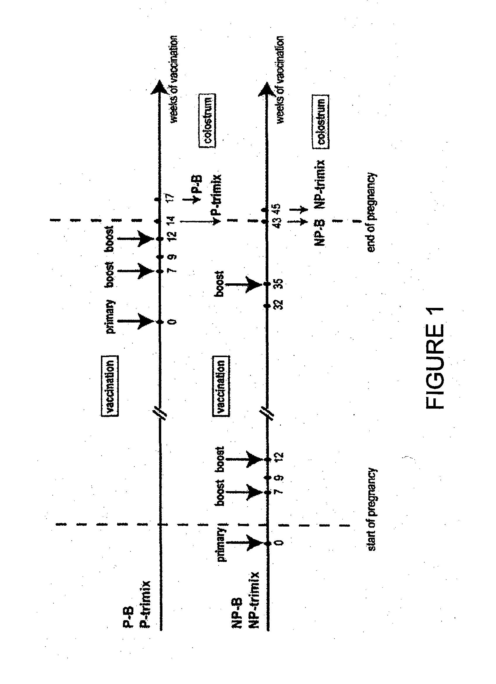 Methods and compositions for inhibiting HIV transmission