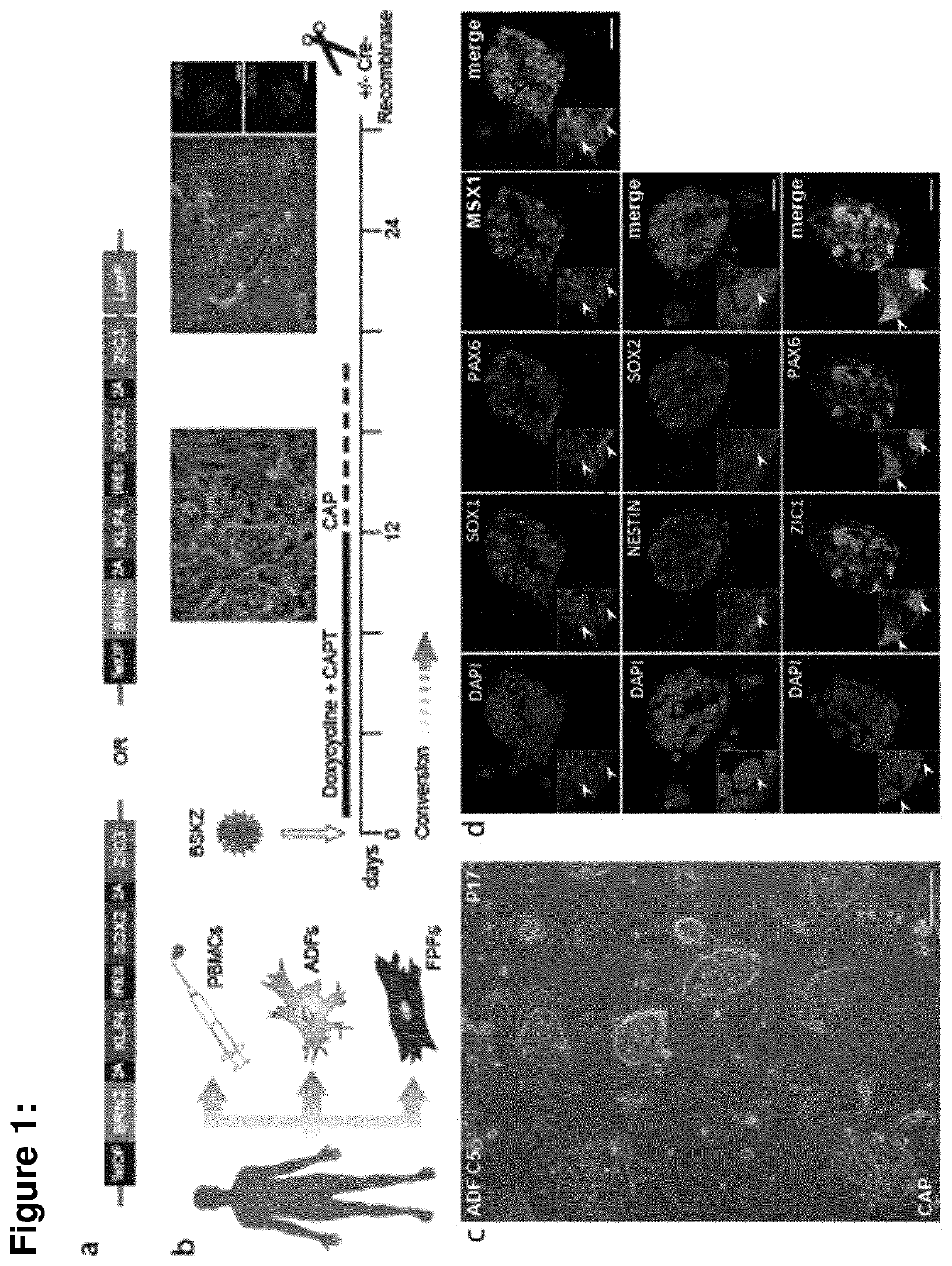 Novel methods for the generation and use of human induced neural border stem cells