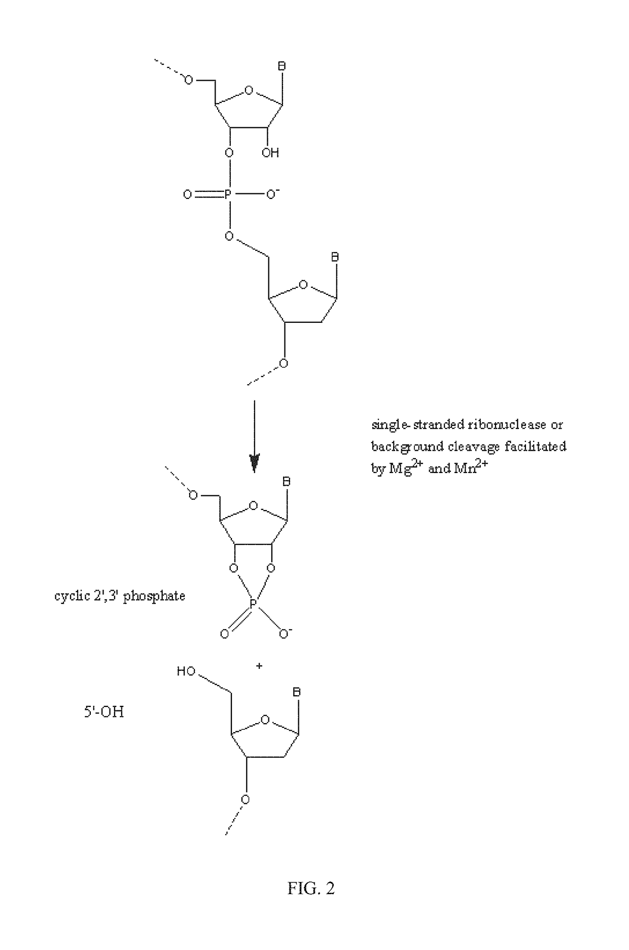 RNase H-based assays utilizing modified RNA monomers