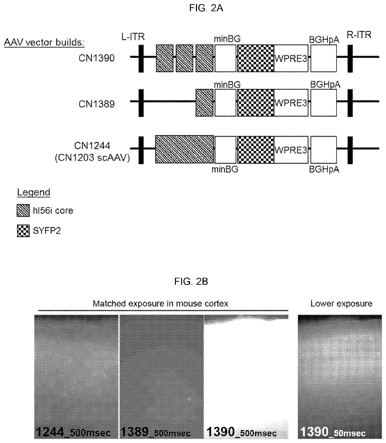 Artificial expression constructs for selectively modulating gene expression in interneurons