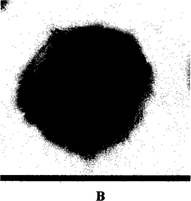 Paracoccus aminovorans HPD-2 and use thereof in soil remediation