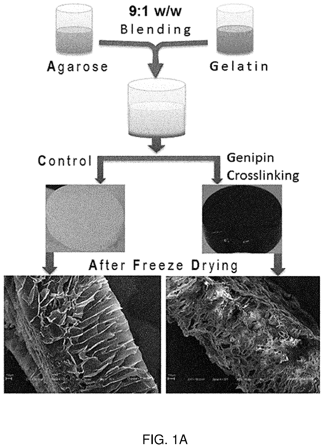 Seaweed polysaccharide based superhydrophilic foam membrane for energy-efficient oil-water separation