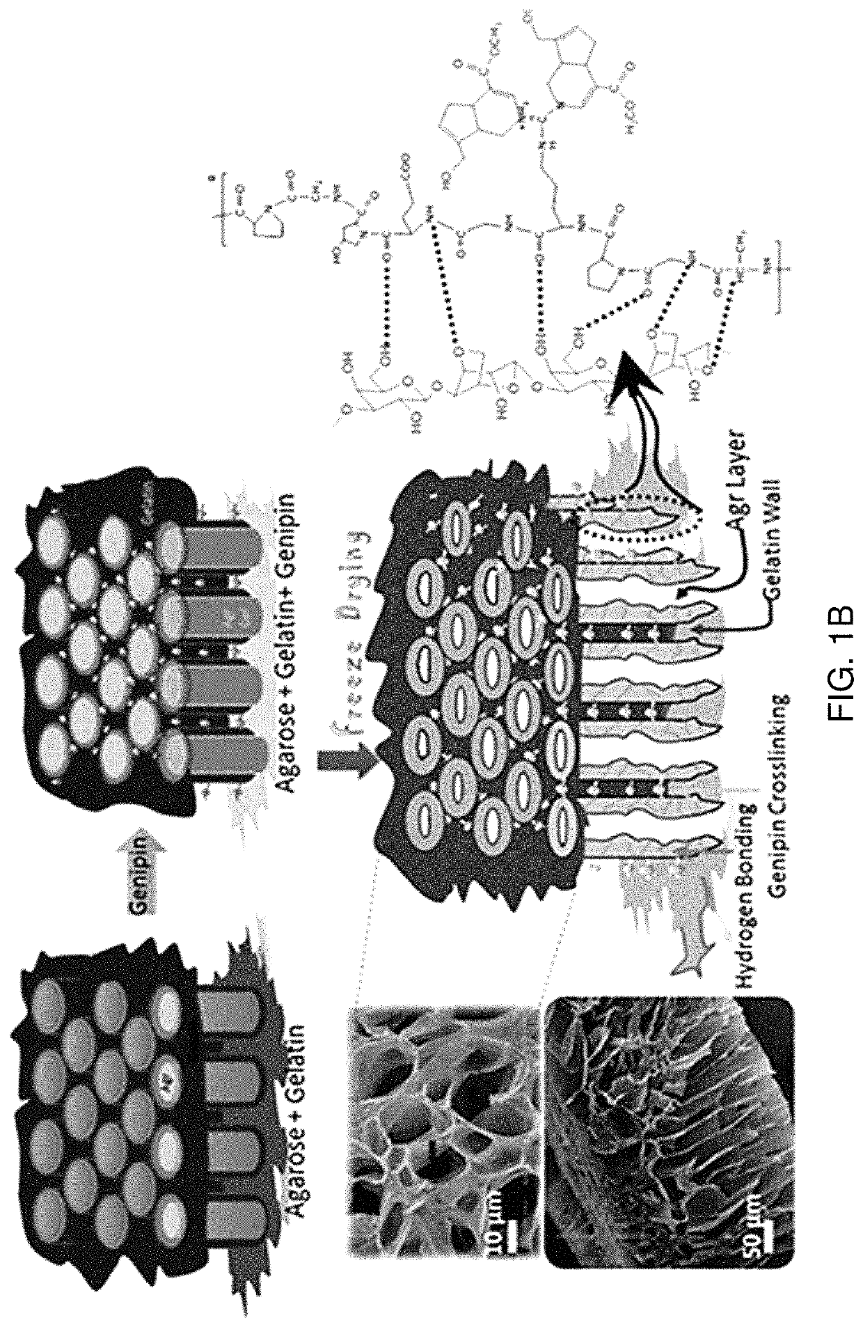 Seaweed polysaccharide based superhydrophilic foam membrane for energy-efficient oil-water separation