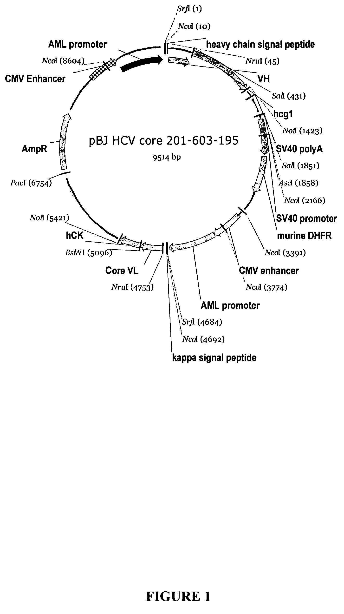 Recombinant antibodies against hepatitis C virus and methods of obtaining and using same