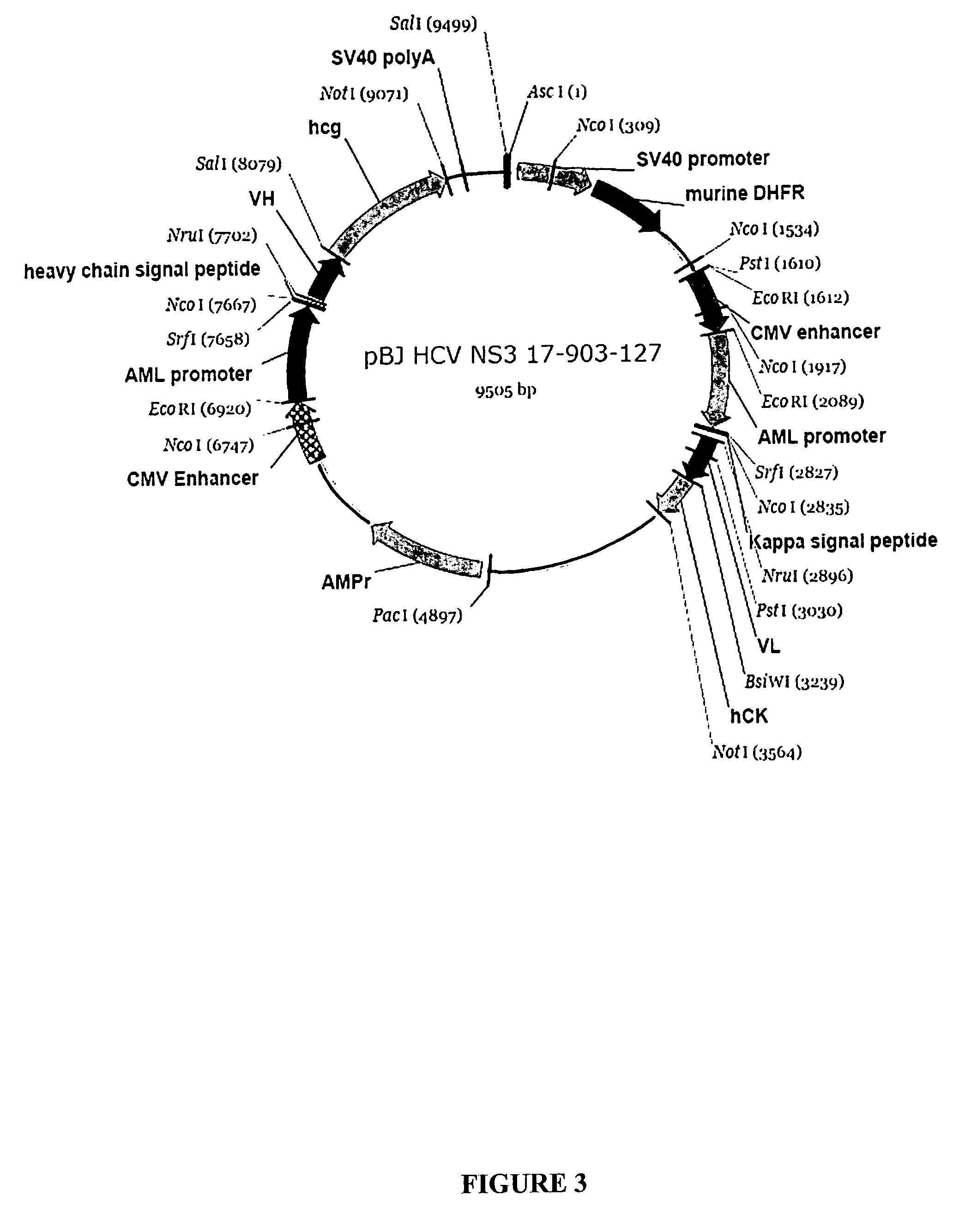 Recombinant antibodies against hepatitis C virus and methods of obtaining and using same