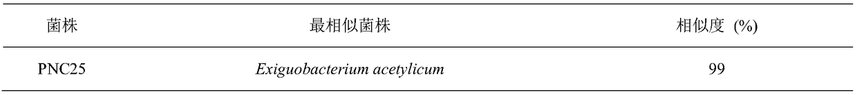 Biocontrol strain PNC25 for preventing and controlling litchi downy blight diseases and application of biocontrol strain PNC25