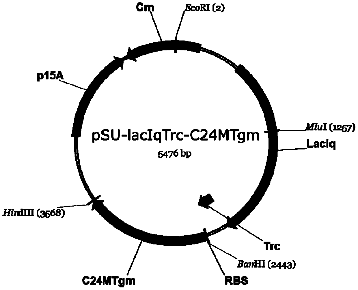 A kind of method of producing 3-aminoisobutyric acid