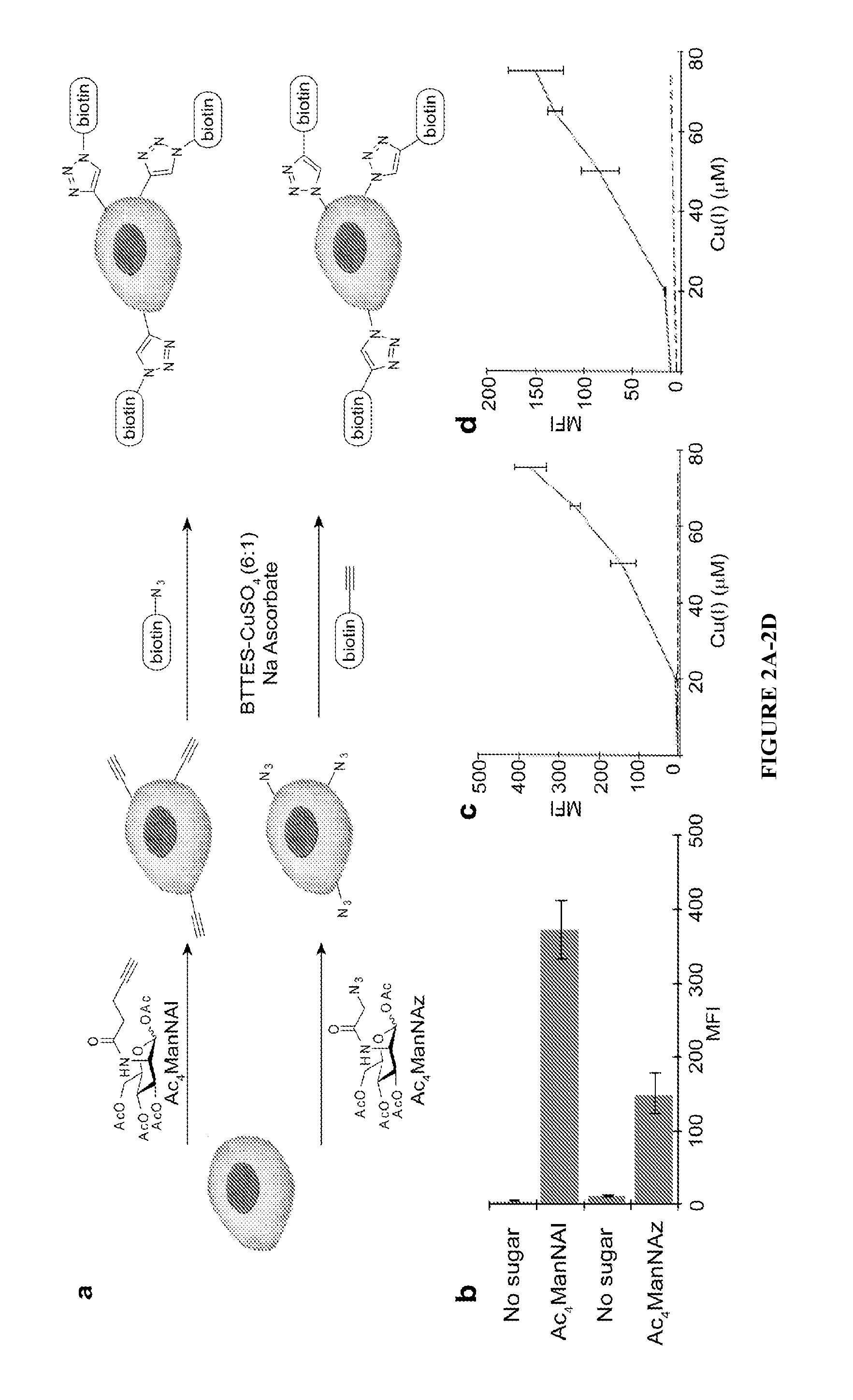 Ligands and methods for labeling biomolecules in vivo