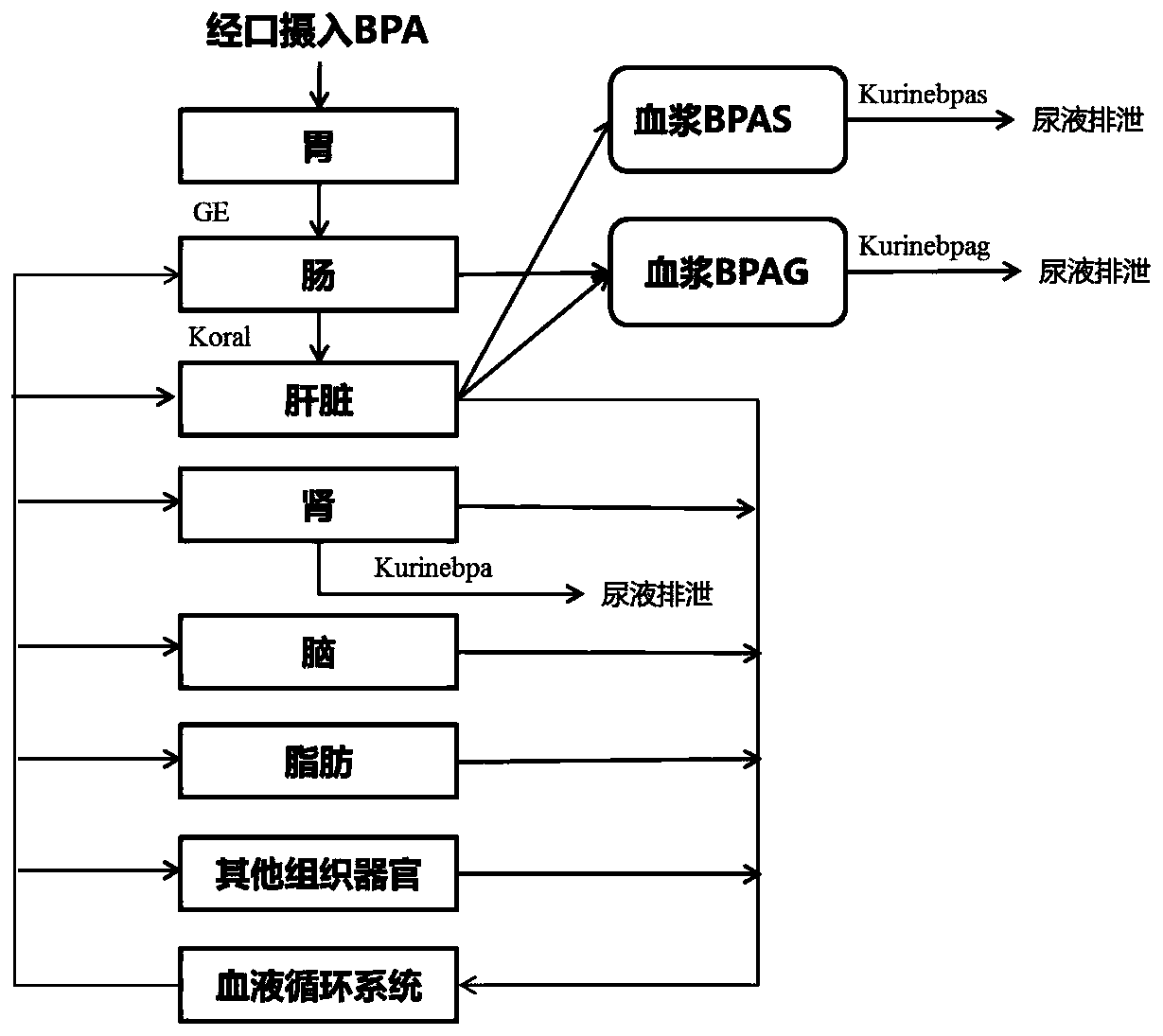 A physiological poison metabolism kinetic model for adults exposed to bisphenol A through mouths