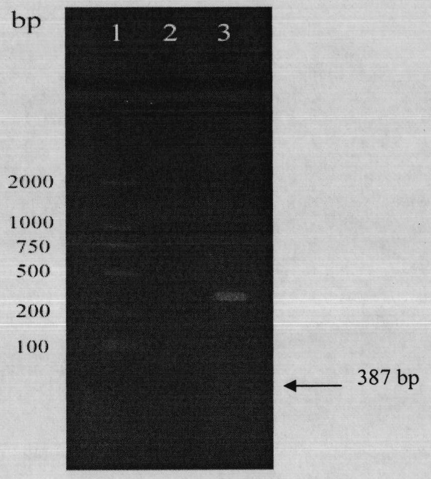 Cell-penetrating peptide (Arg) 9 and lidamycin fusion protein (Arg) 9-LDP