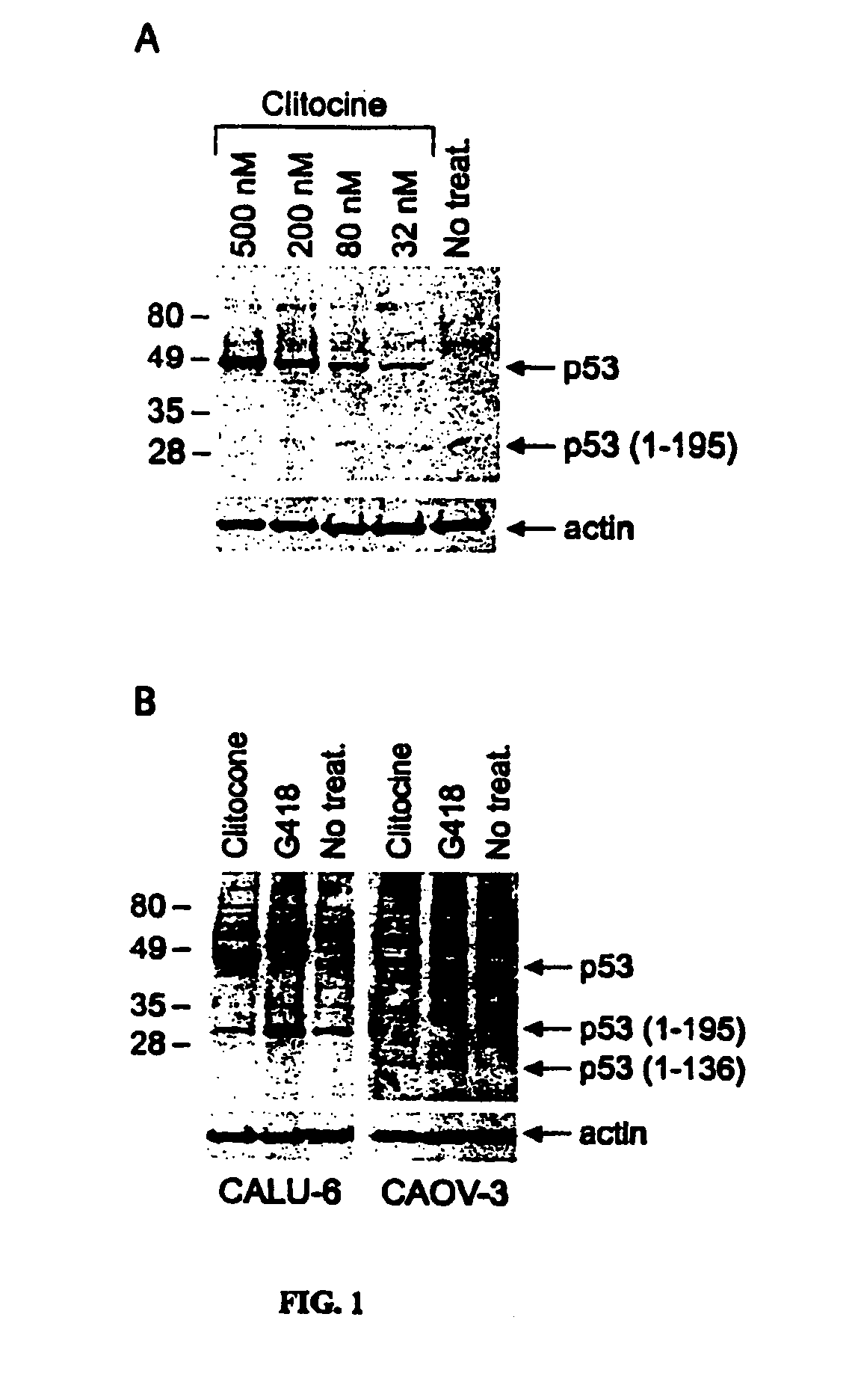 Nucleoside compounds and their use for treating cancer and diseases associated with somatic mutations