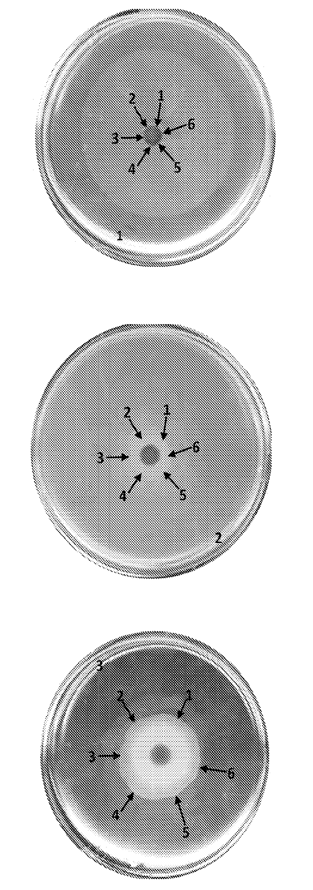 Microbial hyperswarmers and uses thereof