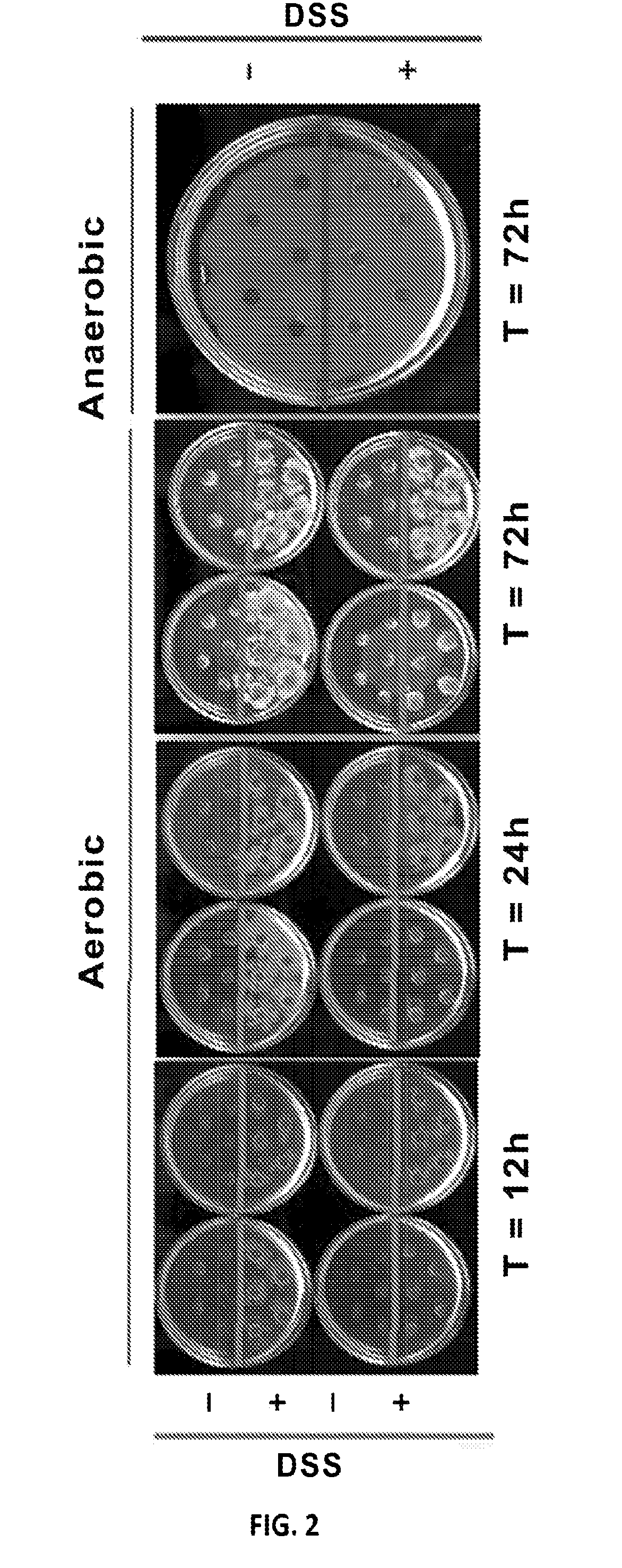 Microbial hyperswarmers and uses thereof