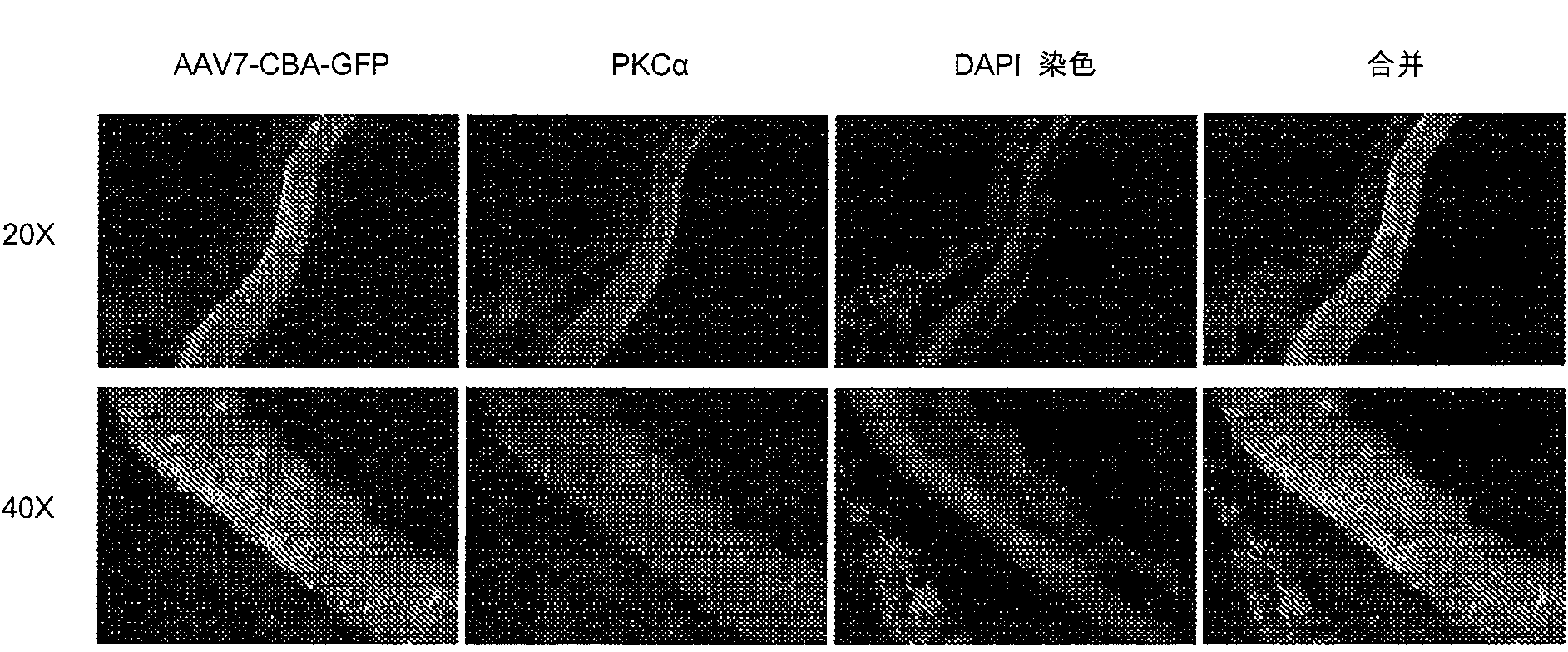 Vectors for delivery of light-sensitive proteins and methods of use