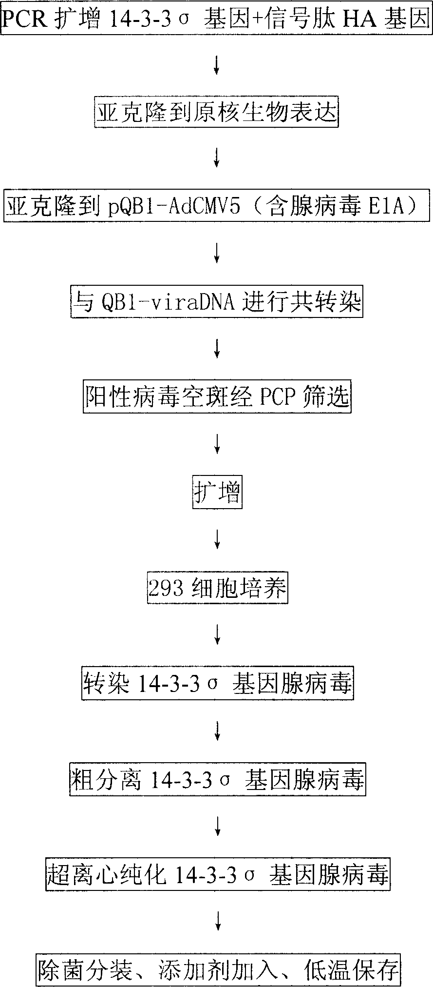 Gene medication in use for treating tumor from epithelium, and preparation method