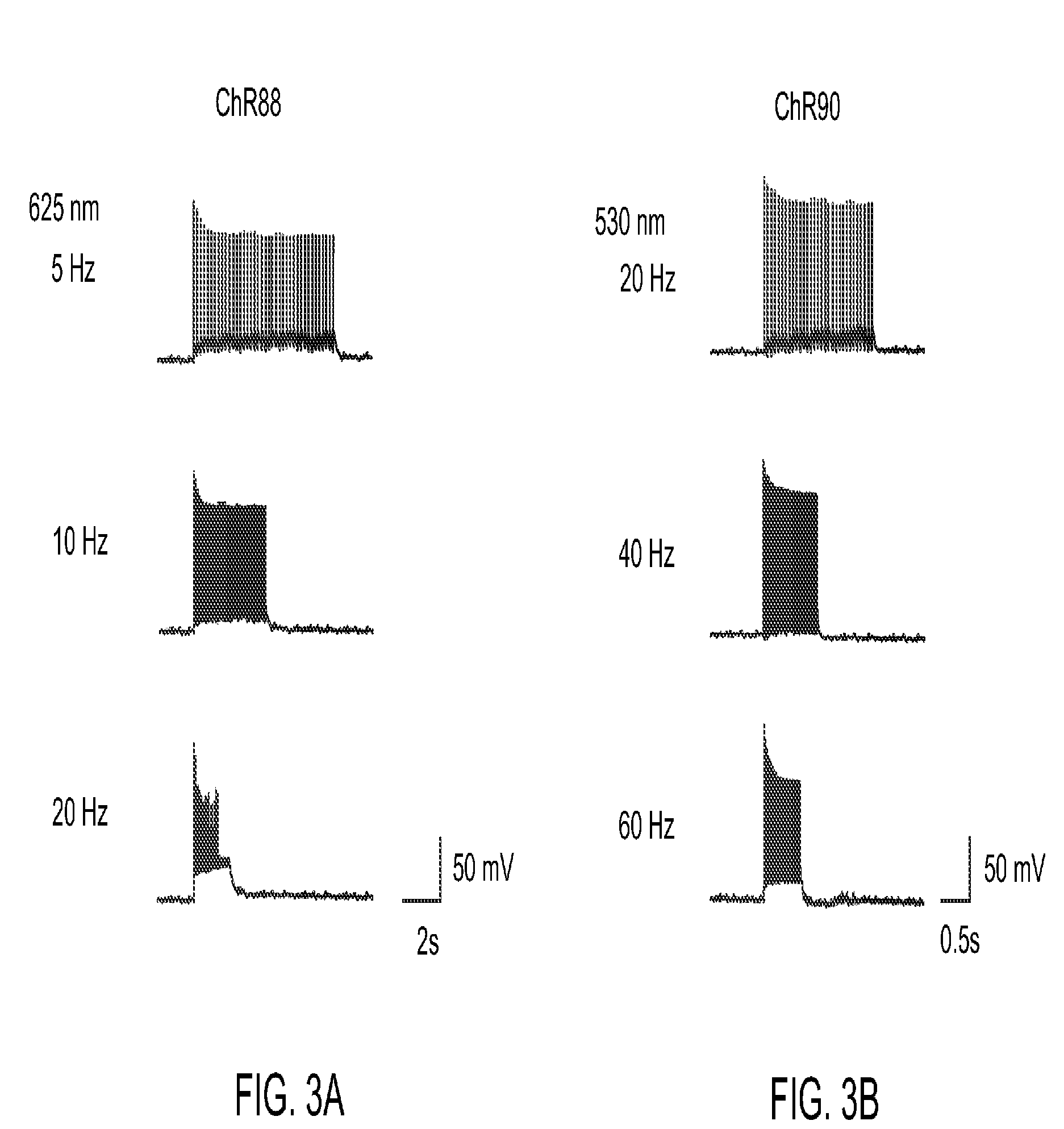 Channelrhodopsins for optical control of cells