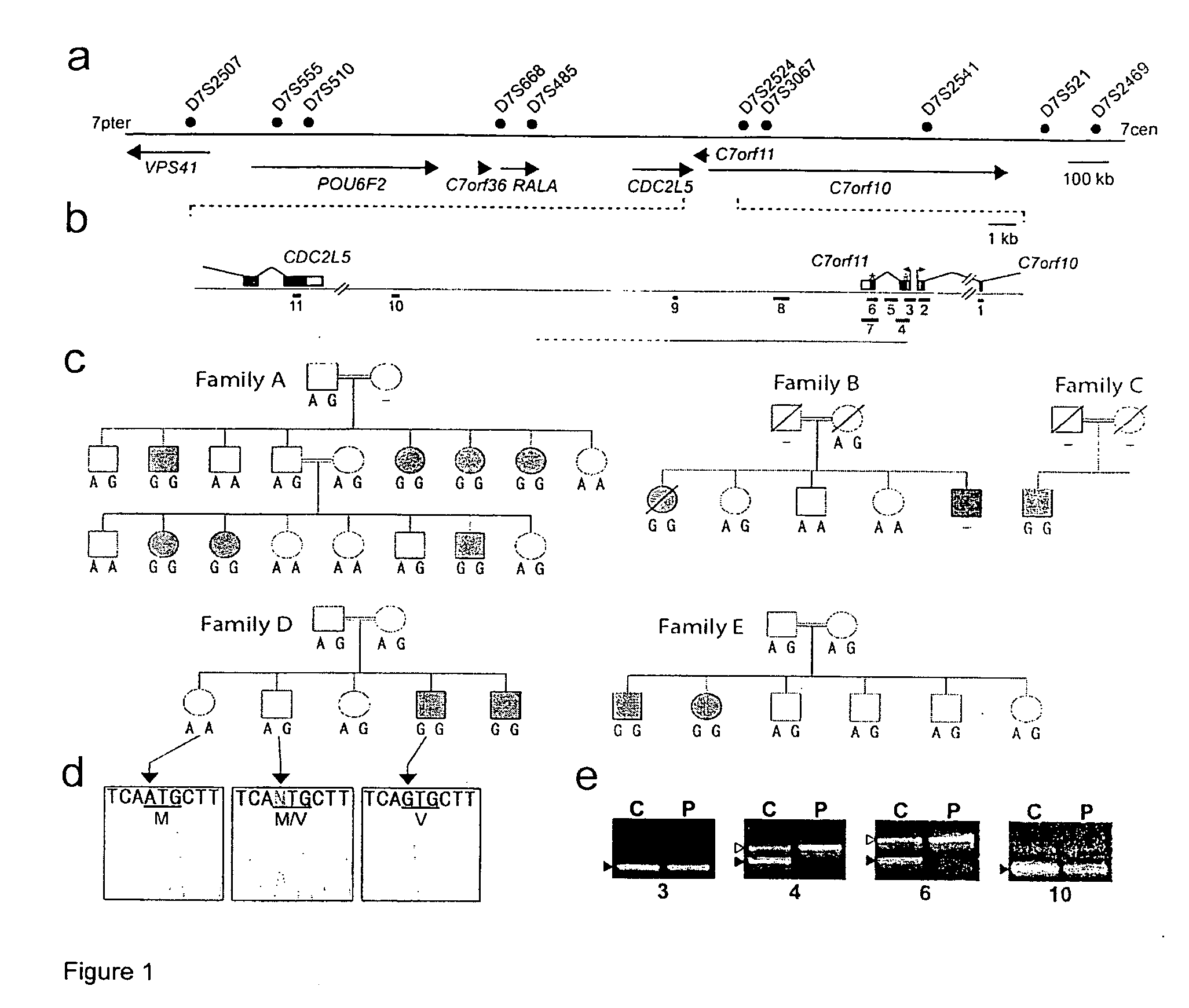 Mutations in the C7orf11 (TTDN1) gene causative of non-photosensitive trichothiodystrophy