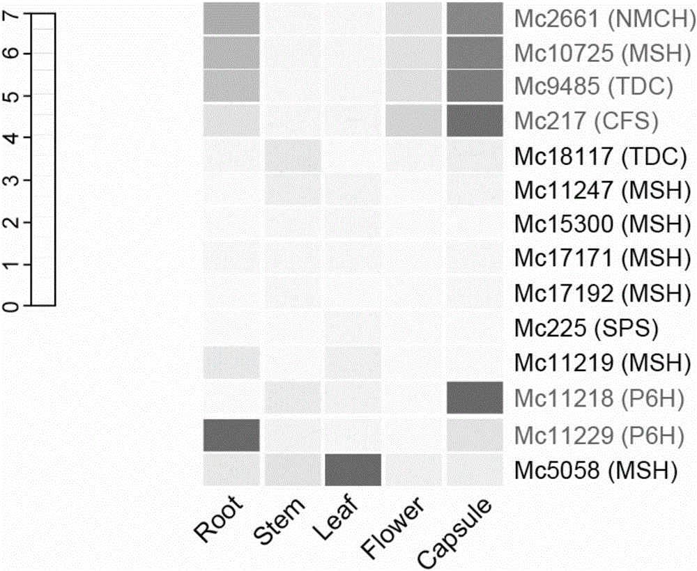 Cytochrome P450 enzyme gene for taking part in sanguinarine and chelerythrine synthesis in macleaya cordata and application of cytochrome P450 enzyme gene