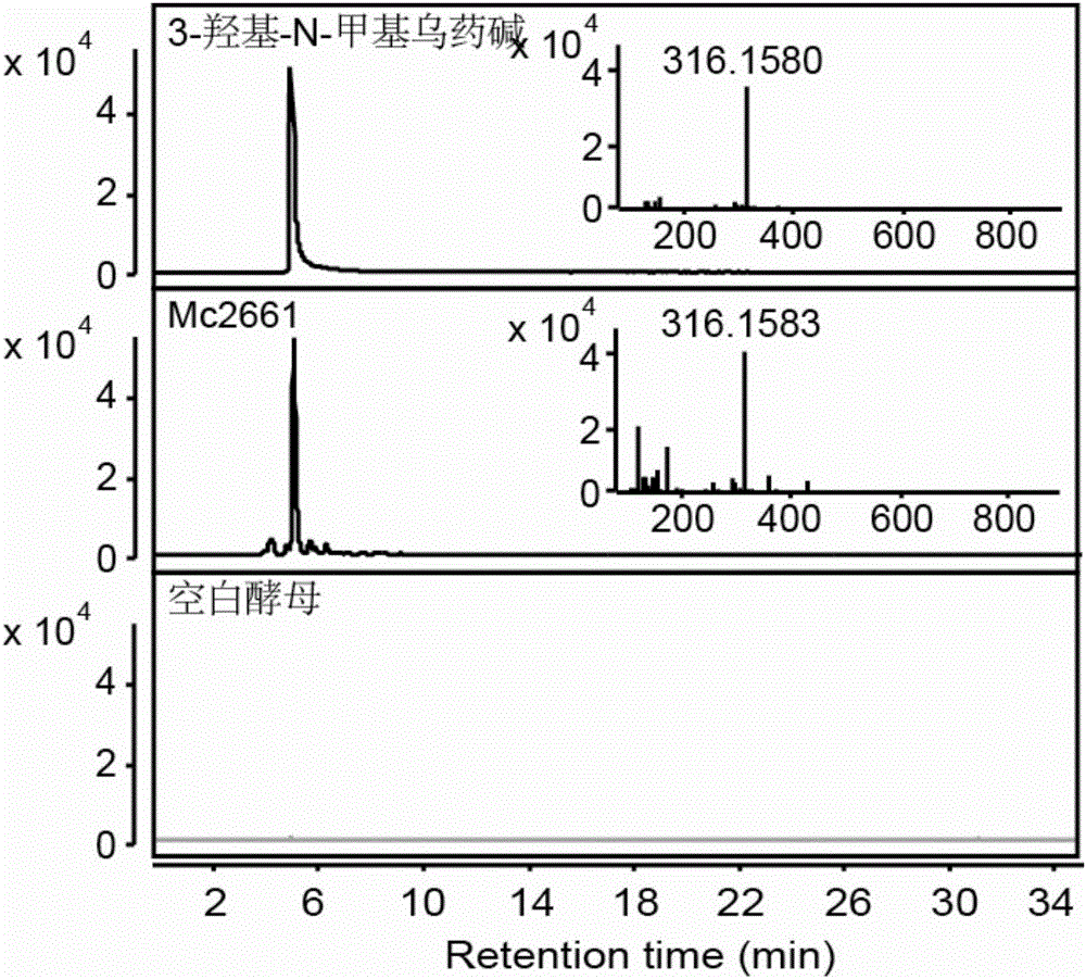 Cytochrome P450 enzyme gene for taking part in sanguinarine and chelerythrine synthesis in macleaya cordata and application of cytochrome P450 enzyme gene