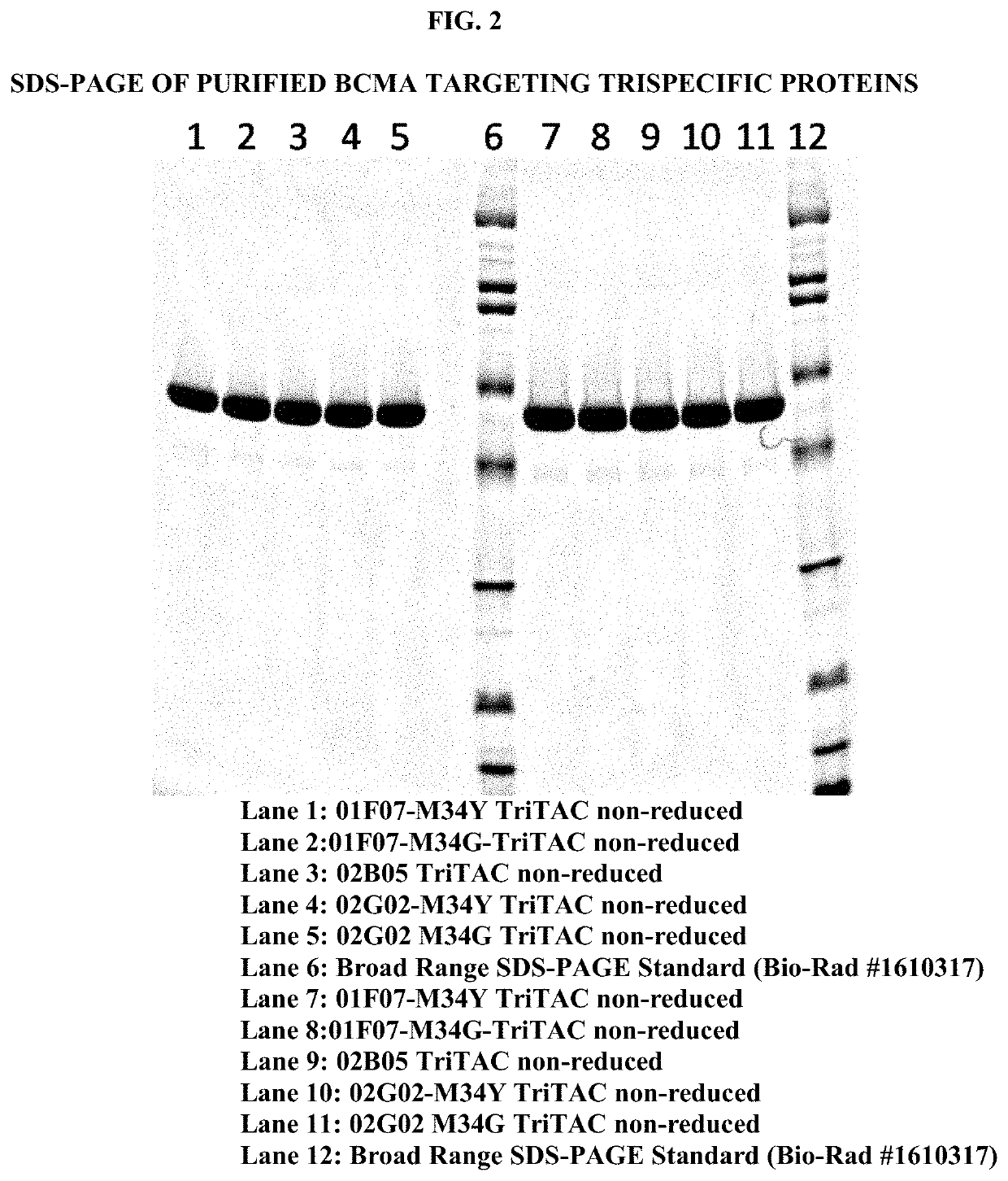 B cell maturation antigen binding proteins