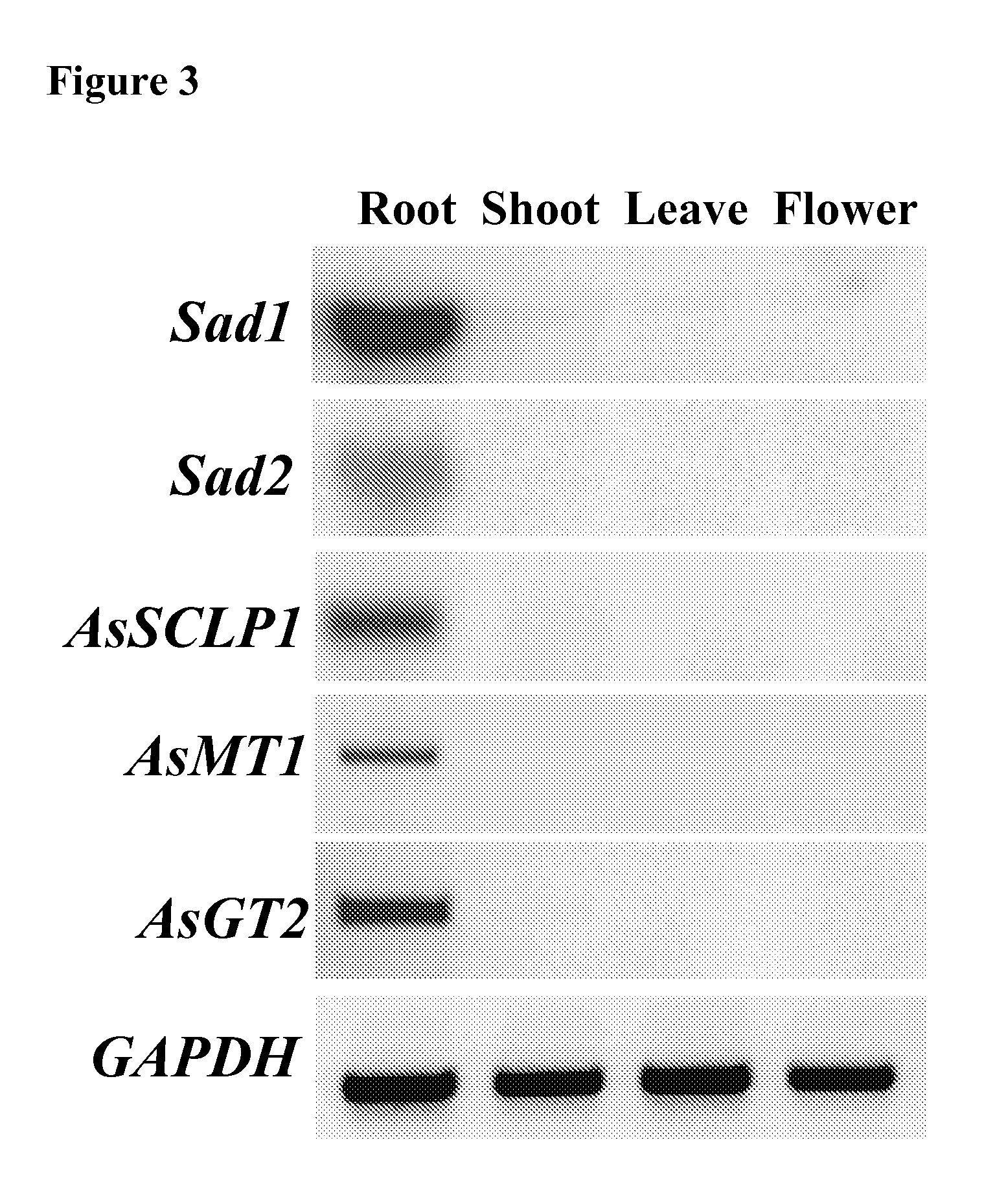 Enzymes involved in triterpene synthesis