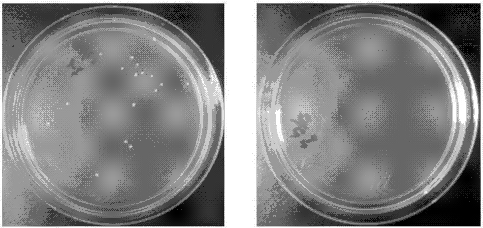 Double modified carboxymethyl chitosan derivative and preparation method thereof