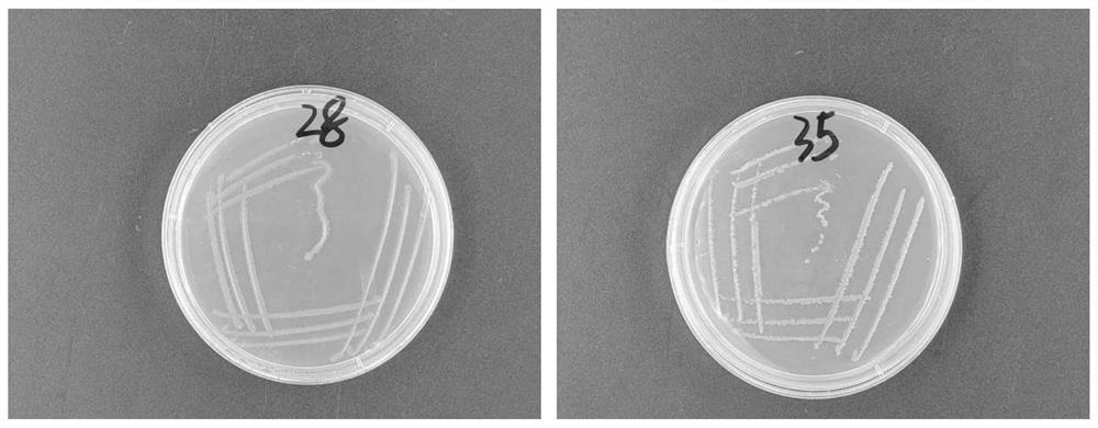 Bacillus peoriae and application thereof in prevention and treatment of citrus canker