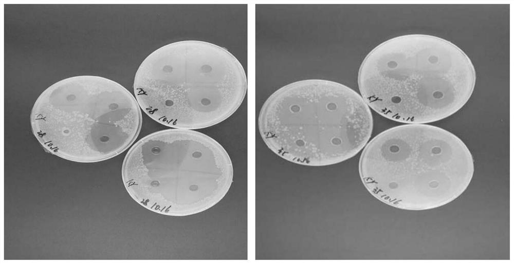 Bacillus peoriae and application thereof in prevention and treatment of citrus canker