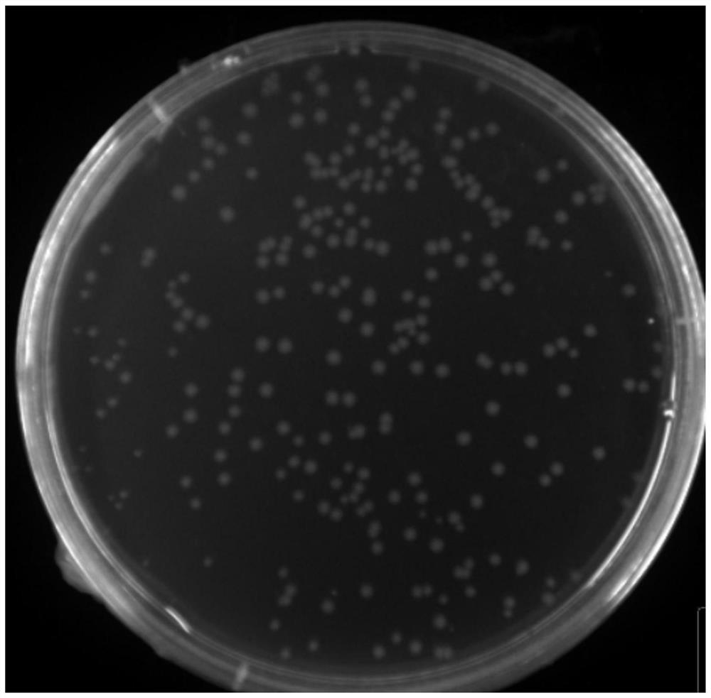 A strain of Escherichia coli and its application in biocatalytic production of low by-product nicotinamide