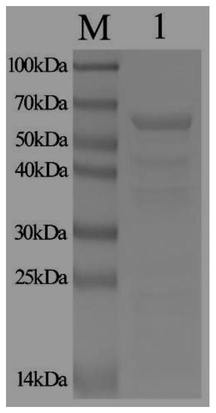 Colloidal gold test strip for detecting sheep fasciola hepatica infection circulating antigen