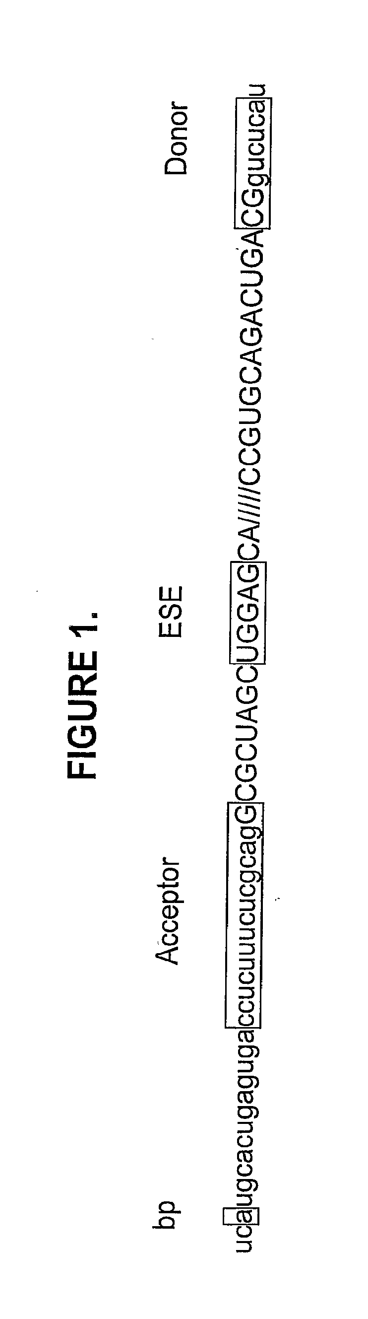 Antisense oligonucleotides for inducing exon skipping and methods of use thereof