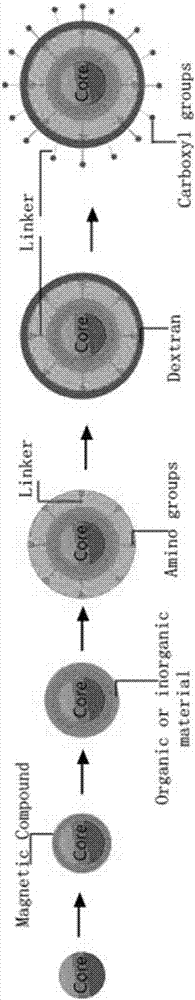 A preparation method and application of carboxyl magnetic beads coated with dextran