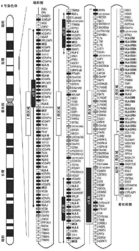 major histocompatibility complex single nucleotide polymorphism