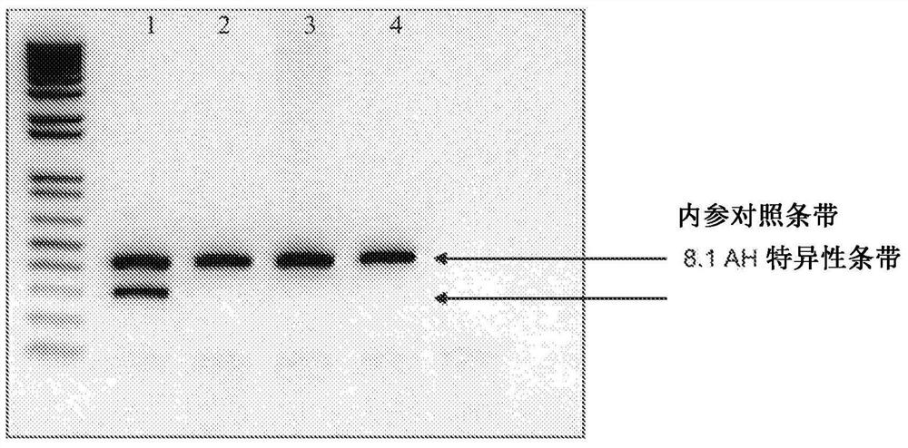 major histocompatibility complex single nucleotide polymorphism