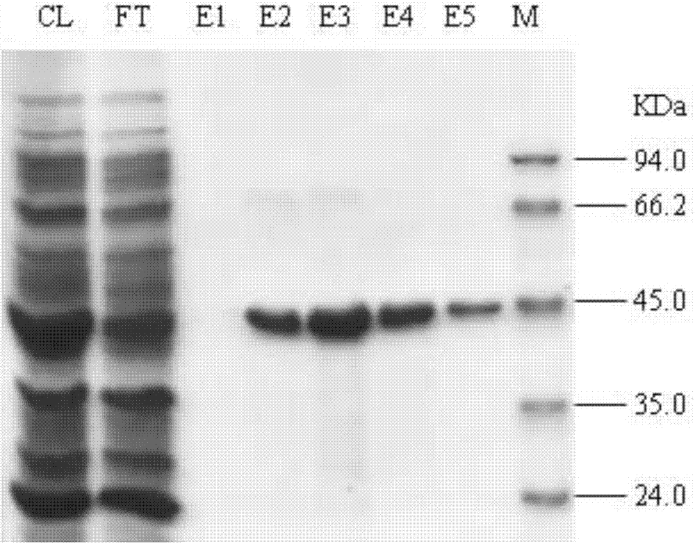 Biological agent for promoting plant growth and controlling diseases and pests