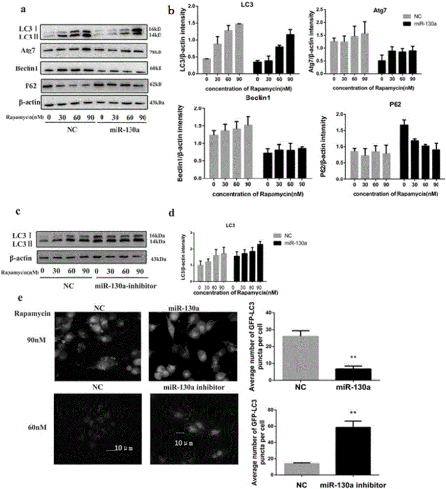 Application of miR-130a to diagnosis, treatment and prognosis of ovarian cancer