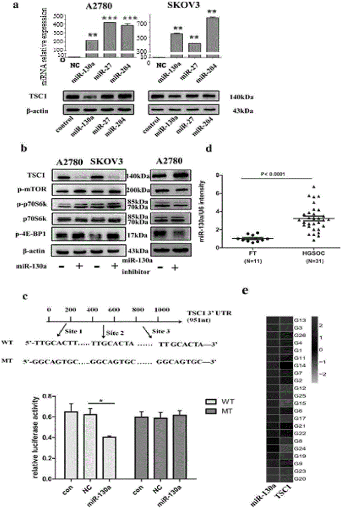 Application of miR-130a to diagnosis, treatment and prognosis of ovarian cancer